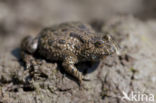 Fire bellied toad (Bombina bombina)