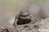 Fire bellied toad (Bombina bombina)