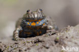 Fire bellied toad (Bombina bombina)