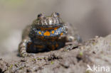 Roodbuikvuurpad (Bombina bombina)