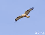 Ruigpootbuizerd (Buteo lagopus)