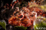 Stone Scorpionfish (Scorpaena plumieri mystes)