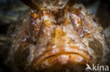 Stone Scorpionfish (Scorpaena plumieri mystes)