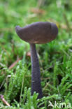 Schotelkluifzwam (Helvella macropus) 