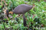 Schotelkluifzwam (Helvella macropus) 