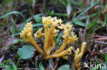 Sikkelkoraalzwam (Clavulinopsis corniculata) 