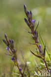 Autumn Gentian (Gentianella amarella)