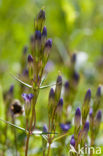 Slanke gentiaan (Gentianella amarella)