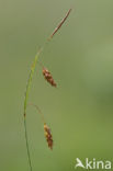 Bog-sedge (Carex limosa)