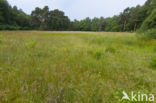 Bog-sedge (Carex limosa)