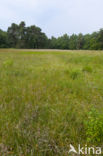 Bog-sedge (Carex limosa)