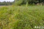 Bog-sedge (Carex limosa)