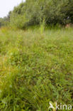 Bog-sedge (Carex limosa)