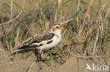 Sneeuwgors (Plectrophenax nivalis)