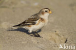 Snow Bunting (Plectrophenax nivalis)