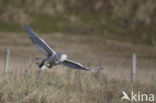 Snowy Owl (Bubo scandiacus)