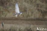 Snowy Owl (Bubo scandiacus)