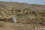 Snowy Owl (Bubo scandiacus)