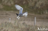 Snowy Owl (Bubo scandiacus)