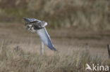 Sneeuwuil (Bubo scandiacus)