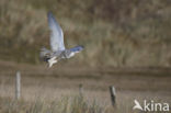 Sneeuwuil (Bubo scandiacus)