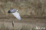 Sneeuwuil (Bubo scandiacus)