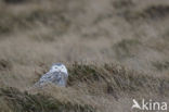 Sneeuwuil (Bubo scandiacus)