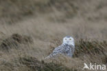 Sneeuwuil (Bubo scandiacus)