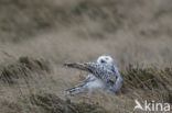 Sneeuwuil (Bubo scandiacus)