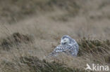 Sneeuwuil (Bubo scandiacus)