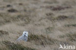 Sneeuwuil (Bubo scandiacus)