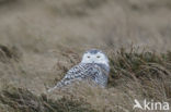 Sneeuwuil (Bubo scandiacus)