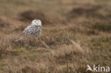 Sneeuwuil (Bubo scandiacus)