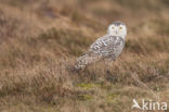 Sneeuwuil (Bubo scandiacus)