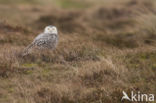 Sneeuwuil (Bubo scandiacus)