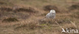 Sneeuwuil (Bubo scandiacus)