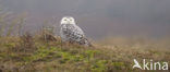 Sneeuwuil (Bubo scandiacus)