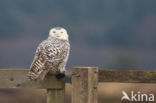 Sneeuwuil (Bubo scandiacus)