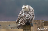 Sneeuwuil (Bubo scandiacus)