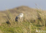 Sneeuwuil (Bubo scandiacus)