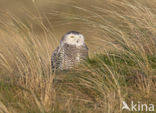 Sneeuwuil (Bubo scandiacus)