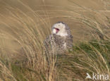 Sneeuwuil (Bubo scandiacus)