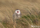 Sneeuwuil (Bubo scandiacus)