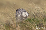 Sneeuwuil (Bubo scandiacus)