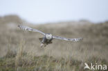 Sneeuwuil (Bubo scandiacus)