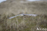 Sneeuwuil (Bubo scandiacus)