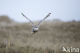 Sneeuwuil (Bubo scandiacus)