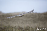 Sneeuwuil (Bubo scandiacus)