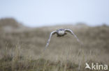 Sneeuwuil (Bubo scandiacus)