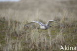 Sneeuwuil (Bubo scandiacus)